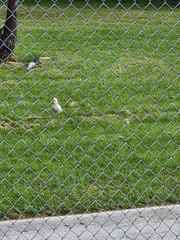 Cacatua tenuirostris