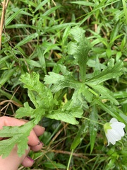 Malva moschata