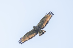 Buteogallus meridionalis