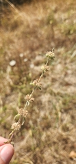 Mentha pulegium