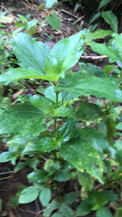 Synedrella nodiflora