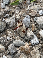 Sympetrum pedemontanum