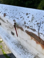 Sympetrum