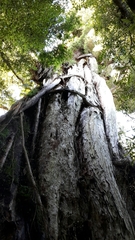 Metrosideros robusta