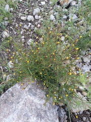 Tagetes micrantha