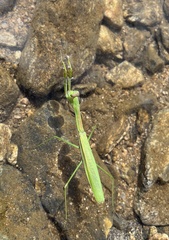 Tenodera angustipennis