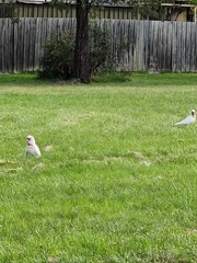 Cacatua tenuirostris