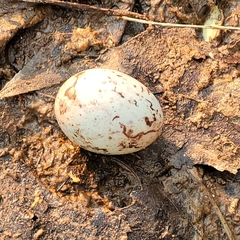 Chondestes grammacus