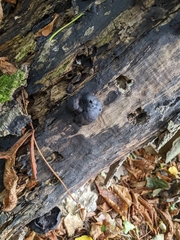 Daldinia concentrica