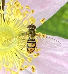 Toxomerus marginatus