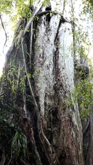 Metrosideros robusta