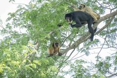 Alouatta caraya