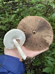 Agaricus