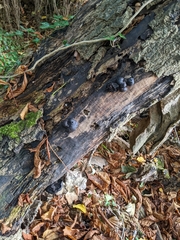 Daldinia concentrica