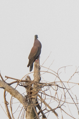 Patagioenas cayennensis