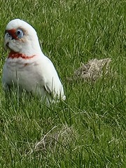 Cacatua tenuirostris