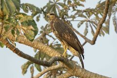 Buteogallus urubitinga