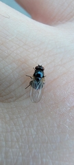 Lonchaea