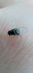 Lonchaea