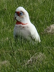 Cacatua tenuirostris
