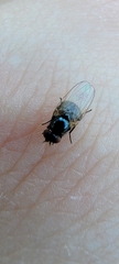 Lonchaea