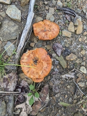 Lactarius chrysorrheus