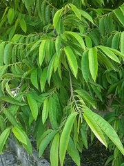 Annona glabra