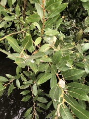 Salix hookeriana