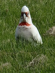 Cacatua tenuirostris