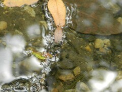 Trepobates subnitidus