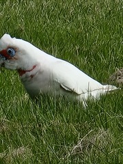 Cacatua tenuirostris