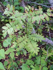 Sorbus aucuparia
