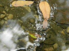 Trepobates subnitidus