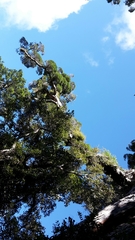 Metrosideros robusta