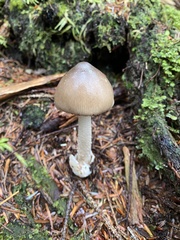 Amanita pachycolea