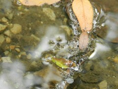 Trepobates subnitidus