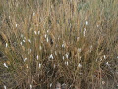Brephulopsis cylindrica