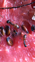 Camponotus americanus