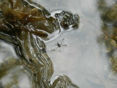 Trepobates subnitidus