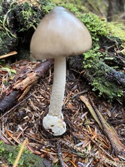 Amanita pachycolea
