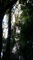 Metrosideros robusta