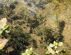Hydrilla verticillata