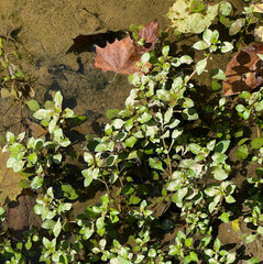 Ludwigia palustris