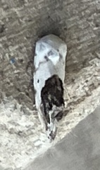 Ponometia erastrioides