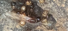 Camponotus americanus