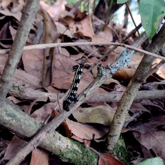 Acronyctodes mexicanaria