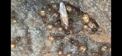 Camponotus americanus