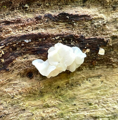 Ductifera pululahuana