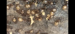 Camponotus americanus