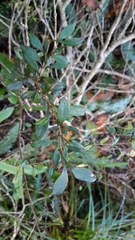 Coprosma colensoi